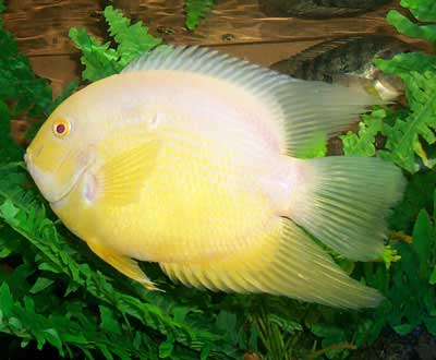 سوروم - Heros Severum Gold-severum2