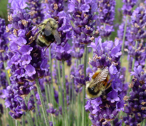 زهور الخزامي Lavender-with-bumblebees