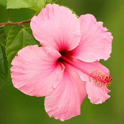 plantas con flores rosas Hibiscus