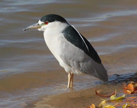 Spisak ptica za čije držanje i uzgoje je potrebna dozvola ministarstva - Page 3 Black-crowned-Night-Heron-2