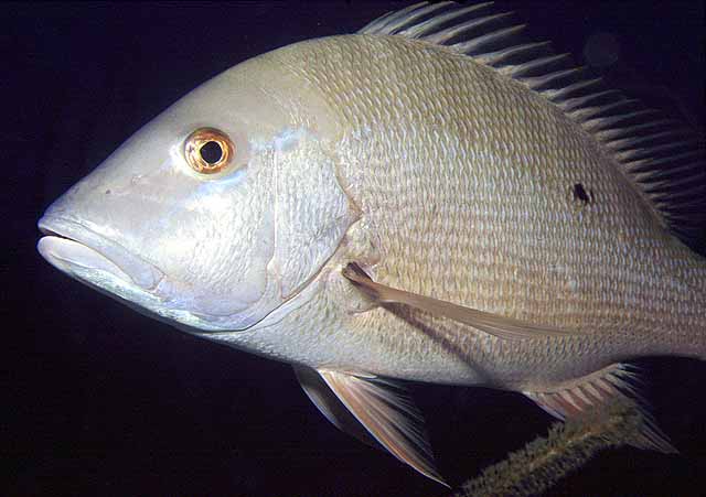 La Pesca del Pargo (Lutjanus Sp.) por José Manuel López Pinto  / Actualizado al 17/10/11 Luana_u4