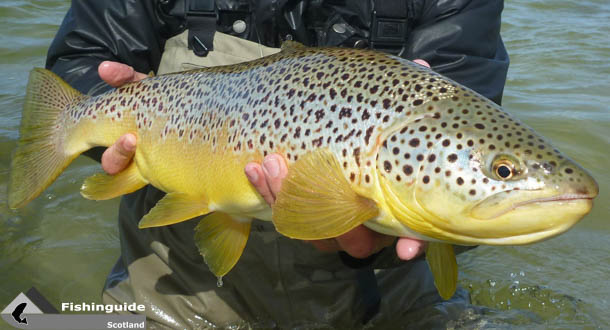 Lo último que yo compré fué... - Página 3 Brown-Trout-Scotland