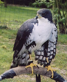 Concours de beaut pour oiseaux Epervier-noir-du-gabon