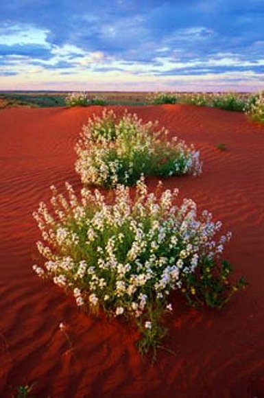 Paisajes del Desierto 149