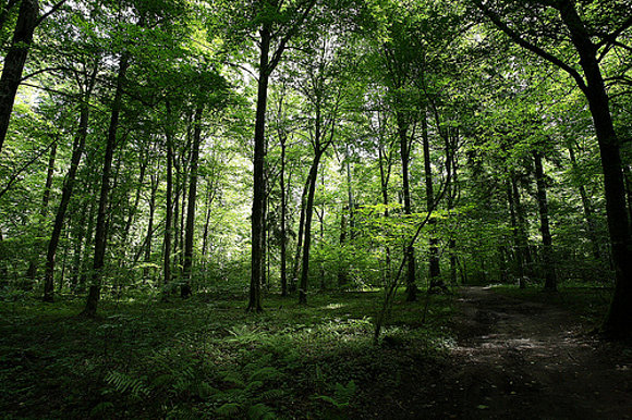 El Bosque de Białowieża en Polonia, el último bosque virgen de Europa 520