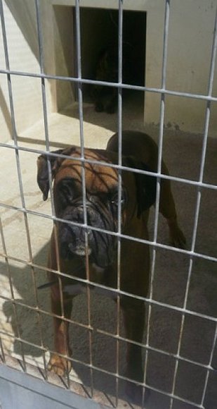 ADOPTADOS!! 3 boxers en protectora granada 940