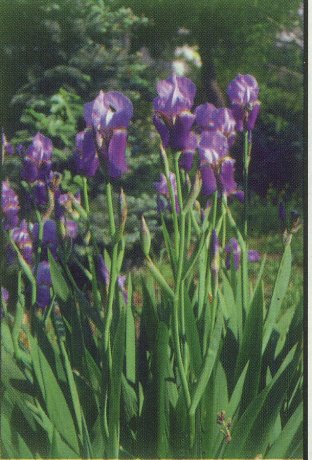 صور رائعة ل زهرة السوسن   Iris-germanica