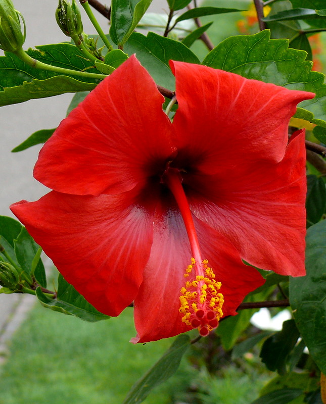 SLIKOM ODGOVORI - Page 2 Hibiskus-am-28062009-wilhelmastuttgart--132152