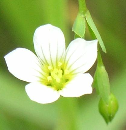 une fleur - ajonc - 24 mars 2016 trouvée par Martine Linucarthfl2