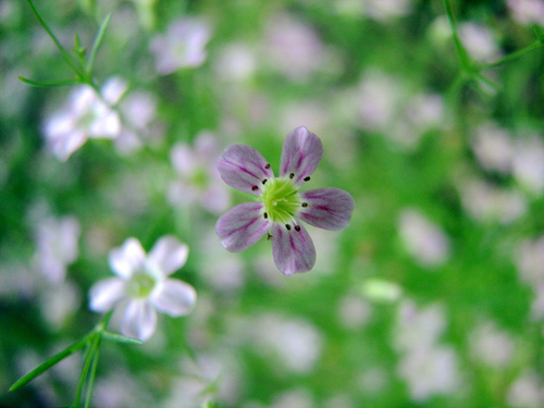 மலர்கள் Babys-breath-flower-1