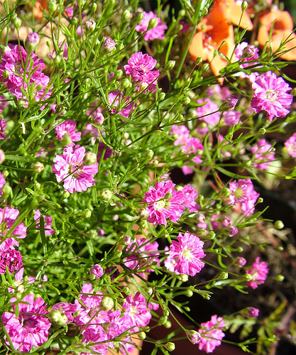 மலர்கள் Babys-breath-flower-12