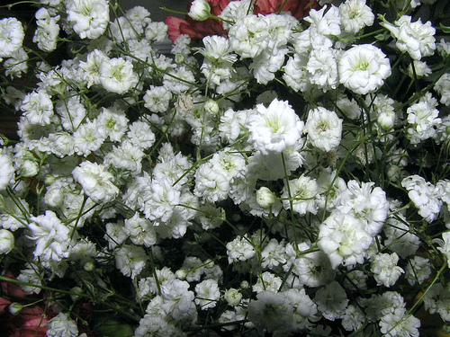 மலர்கள் Babys-breath-flower-2