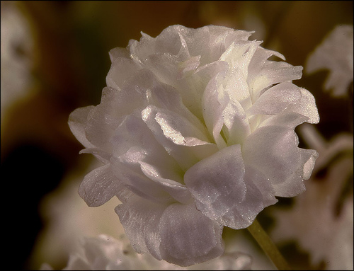 மலர்கள் Babys-breath-flower-8