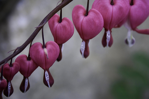 زهرة نادرة اسمها نزيف القلب Bleeding-heart-flower-12