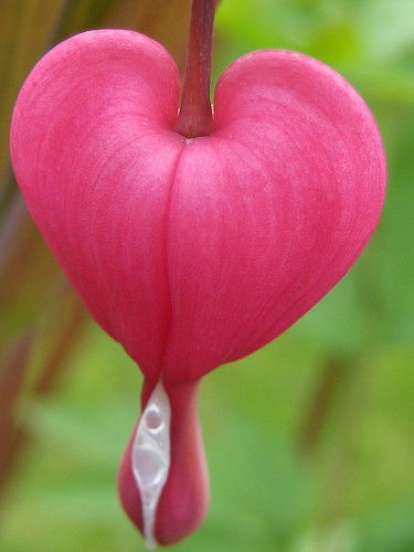 القلب النازف//لا مكان لأصحاب القلوب الضعيفة Bleeding-heart-flower-3