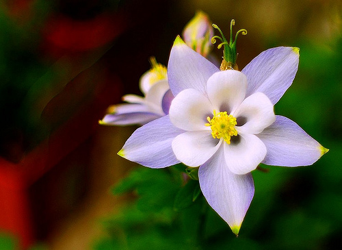 Monthly Avatar Theme for May: May Flowers Columbine-flower-6