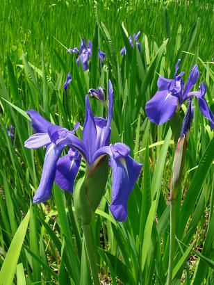 Les plantes aquatiques Iris%20laevigata%20b