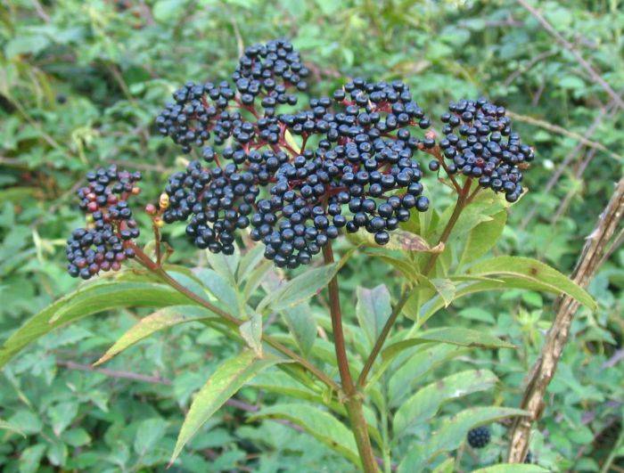 Fruto del sauco para el constipao Sambucus_ebulus_03_p0c526_lamitjana_1