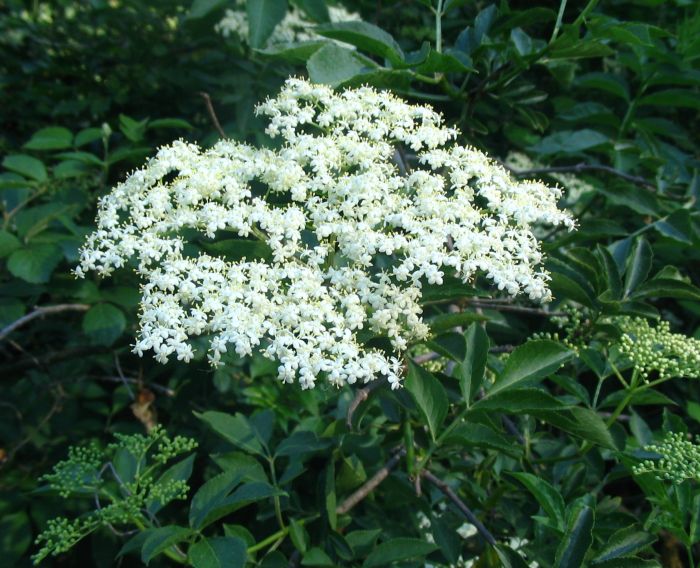 Fruto del sauco para el constipao Sambucus_nigra_02_p0c657_lamitjana_5