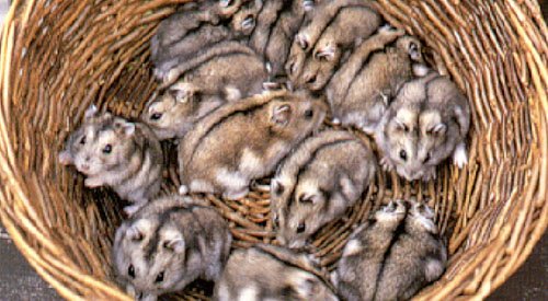 Produit en vente Hamsters%20dans%20panier