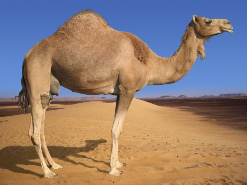 The Google War ( With Rules ) - Page 7 Arabian-Camel-800x600