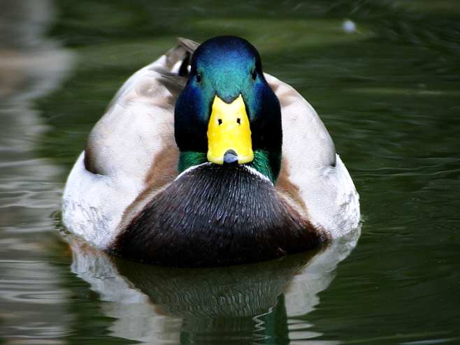 Les amis de Jesse... Mallard-duck