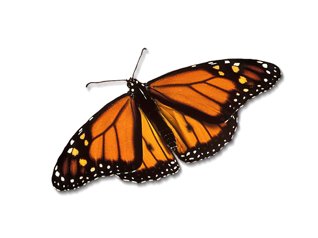     Monarch-butterfly_1024x768