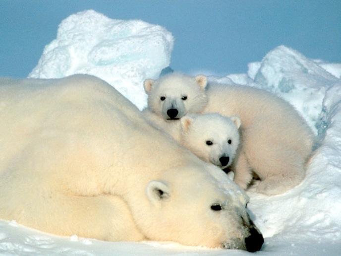 معلومات عن الدب القطبي  Polar-Bear-and-Cubs