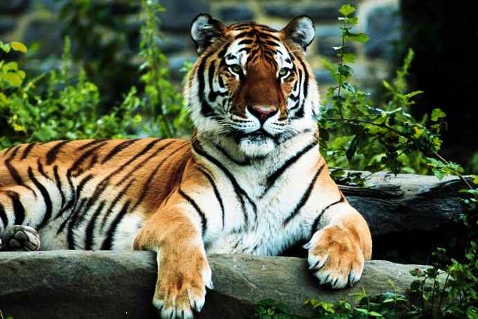 Cedarville Zoo's Animals Tiger-regal