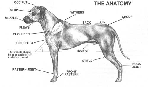 FCI STANDARD - RODEZIJSKI GREBENAR (Rhodesian Ridgeback) 3_wzorzec