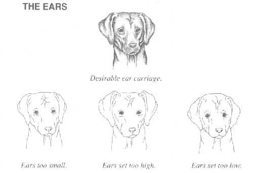 FCI STANDARD - RODEZIJSKI GREBENAR (Rhodesian Ridgeback) 3_wzorzec4