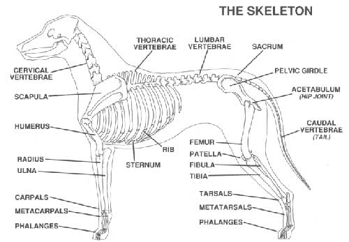 FCI STANDARD - RODEZIJSKI GREBENAR (Rhodesian Ridgeback) 3_wzorzec5