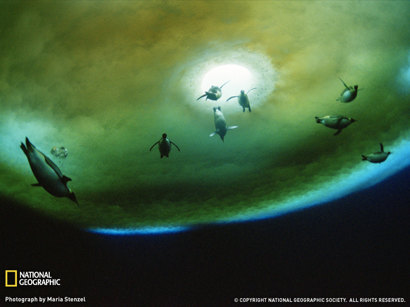 Arktik i Antarktik - Page 2 Penguins-underwater-antarctica-052709-sw
