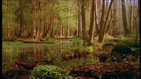 El Bosque de Białowieża en Polonia, el último bosque virgen de Europa 686634537-foret-primaire-de-bialowieza-parc-national-de-bialowieza-marecage-bois-mort