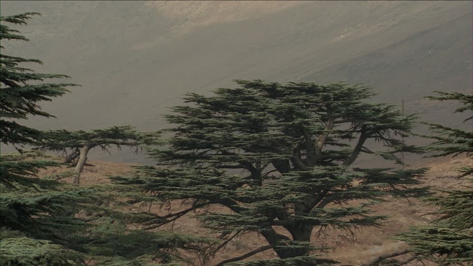 Les écrivains catholiques au 12 eme et au 13 eme siècle.  Source : De la Foi et de ses Œuvres volume 2 - Vicomte Walsh – 542503682-cedre-du-liban-arbre-seul-soleil-temps-ensoleille