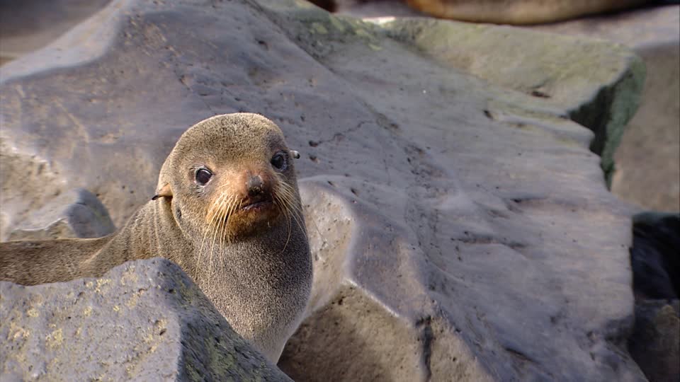 An animal name game... - Page 9 632956141-pribilof-islands-eared-seal-rocky-landscape-rocky-coast