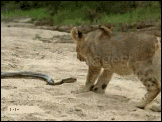 La fauna en movimiento Python_bites_lion_slowmo