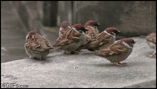 La fauna en movimiento Birds_fighting