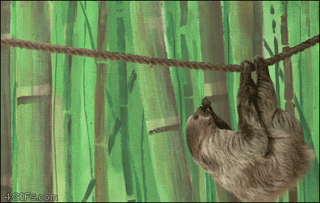 gif mono cabreado - Página 3 Monkey-sloth-yoink