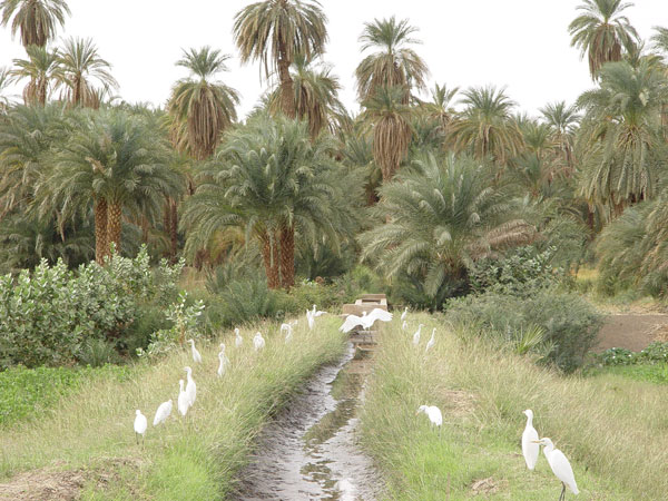 جزيرة كولب الخضراء( السودان) صور جميلة جدا Travel_photo_images_1360140859_588