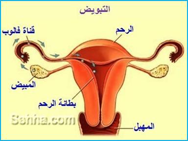 ملف كامل عن الإلتهابات المهبلية Hwaml.com_1308939765_591