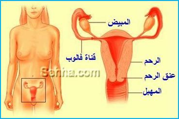 ملف كامل عن الإلتهابات المهبلية Hwaml.com_1308939765_836