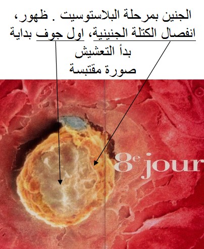 علامات الحمل في الأسبوع الثانى Hwaml.com_1403667996_949