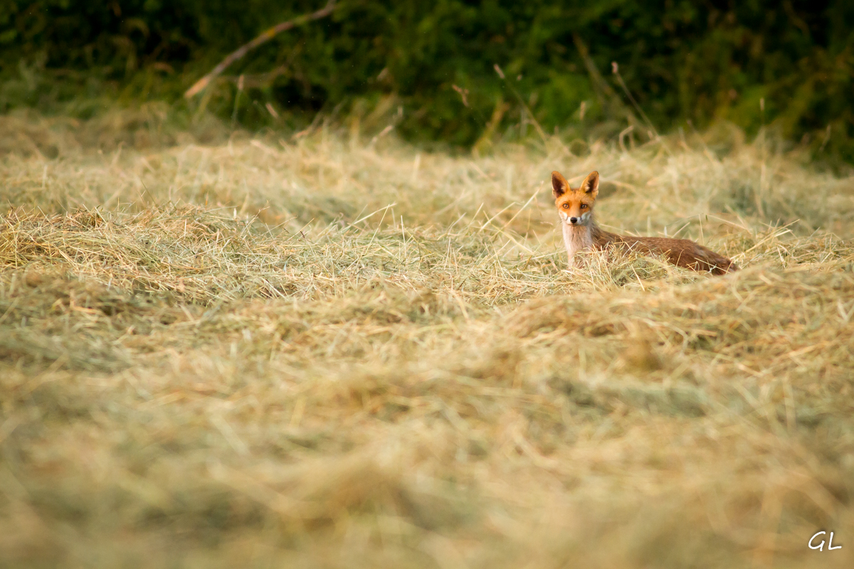 Renard des champs IMG_7837-2