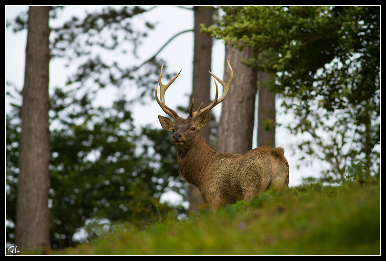 Brame du cerf- han sur lesse Cerf3