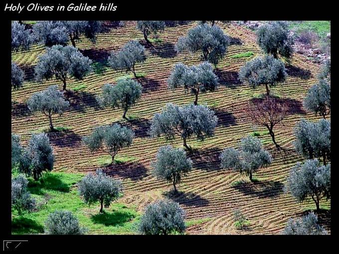 لو ترجع فلسطين هل سنظل نقول عن أوروبا حلوة 76b31a14360e05d0f1f78bfa01c2b878