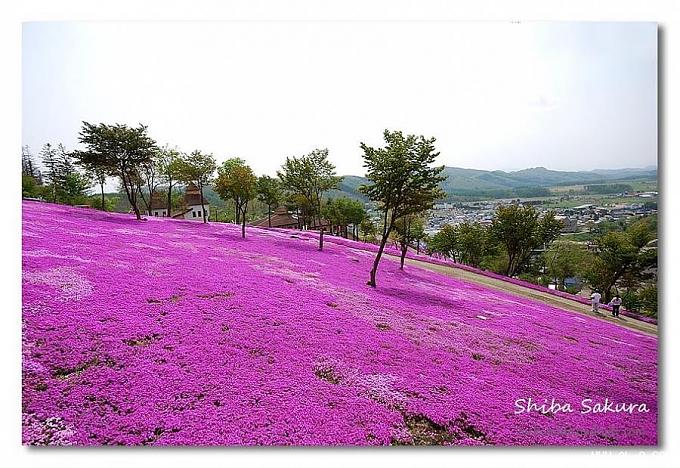 حديقة باللون الوردي في اليابان  A6e43d4b5f06da00b1a4e1127ded4272