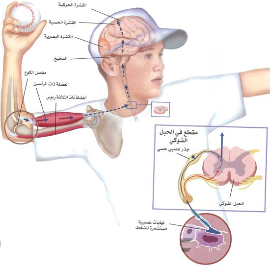  كيف يتحرك الجسم 265416_01250690752