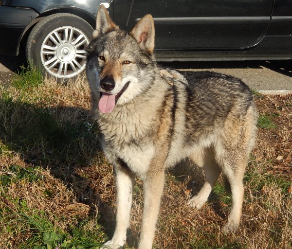 "Tyser" chien loup tchéque mâle né le 13-05-2013 REFU13  ADOPTE DSCN0397