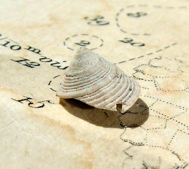 Calliostomatidae - † Calliostoma tauromiliare (Sacco, 1896) - Burdigalien (St Martin d'Oney 40) Calliostoma2